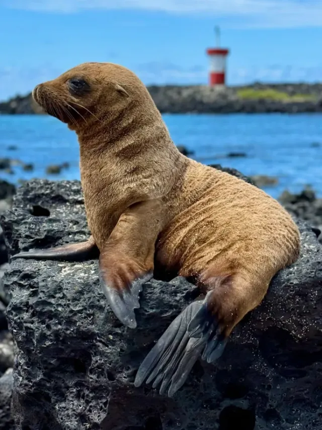 Galápagos sea lion resting on the coast