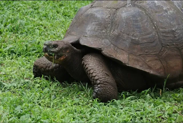 Galápagos giant tortoise eating grass