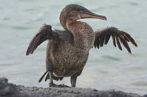 Flightless cormorant extending its vestigial wings on the coast