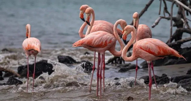 Pink flamingos in a Galápagos coastal lagoon