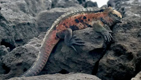 Marine iguana resting on volcanic rocks