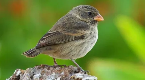 Darwin’s finch perched on a branch
