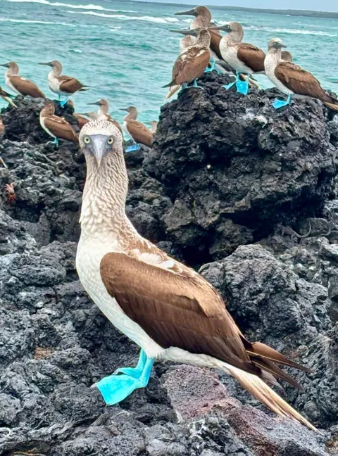 Blue-footed booby looking at the camera on volcanic rocks