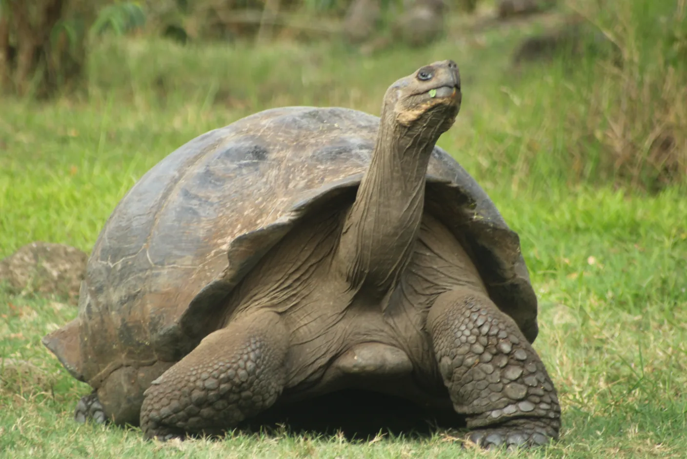 Galápagos giant tortoise eating grass