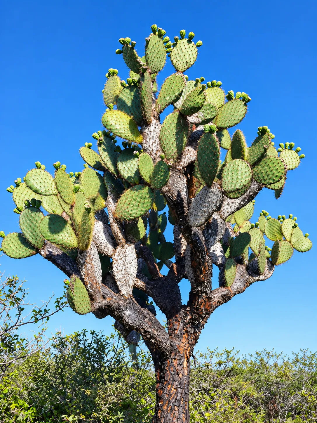 Jardín de Opuntias