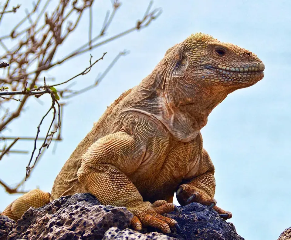Iguana