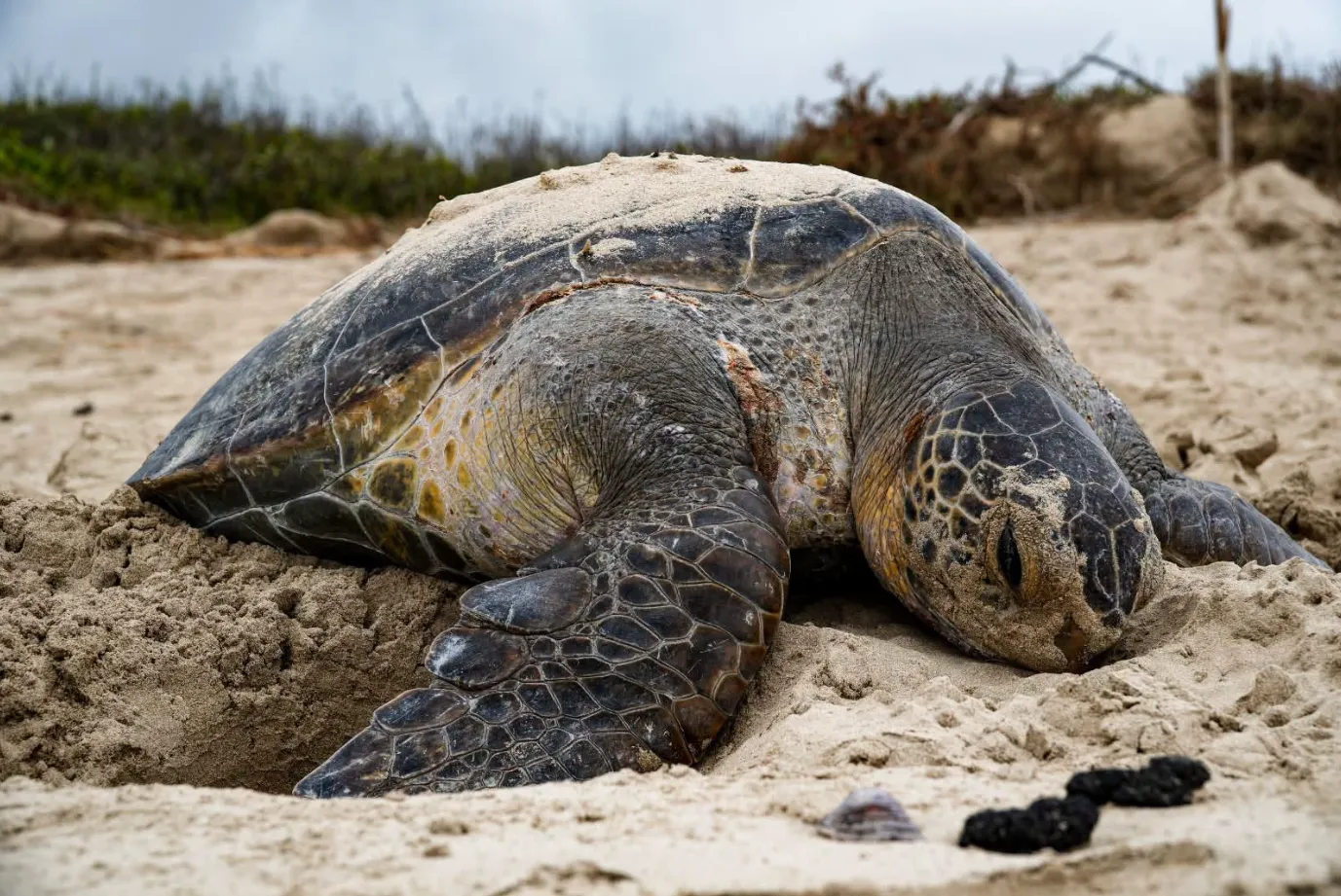 Tortuga verde