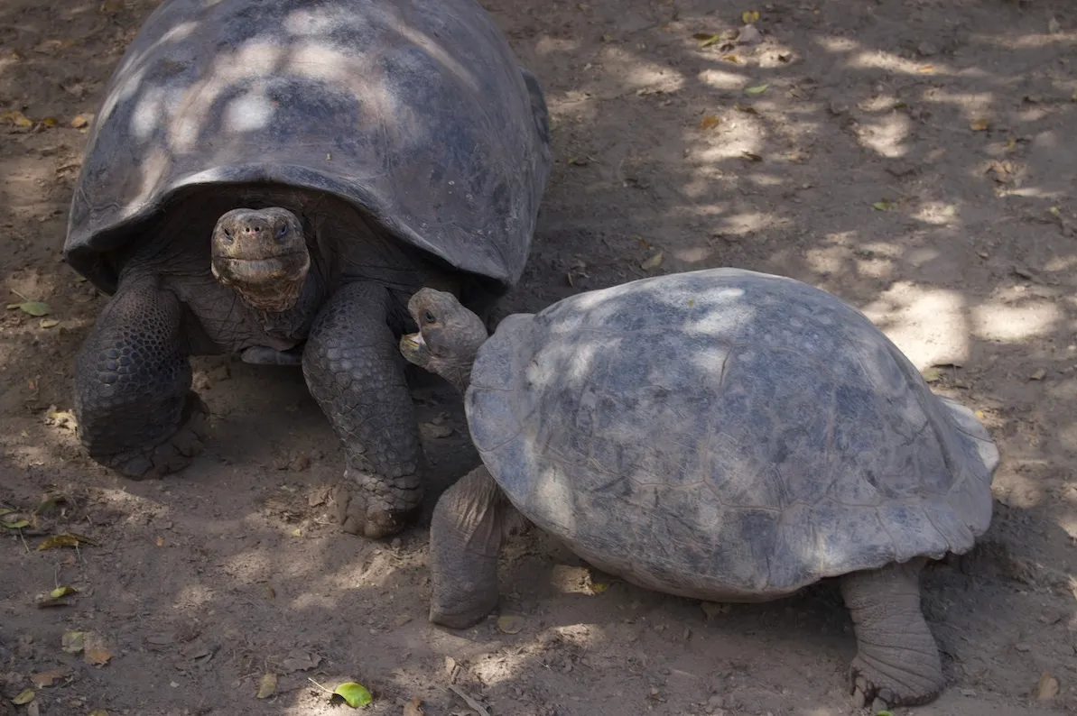 La galapaguera