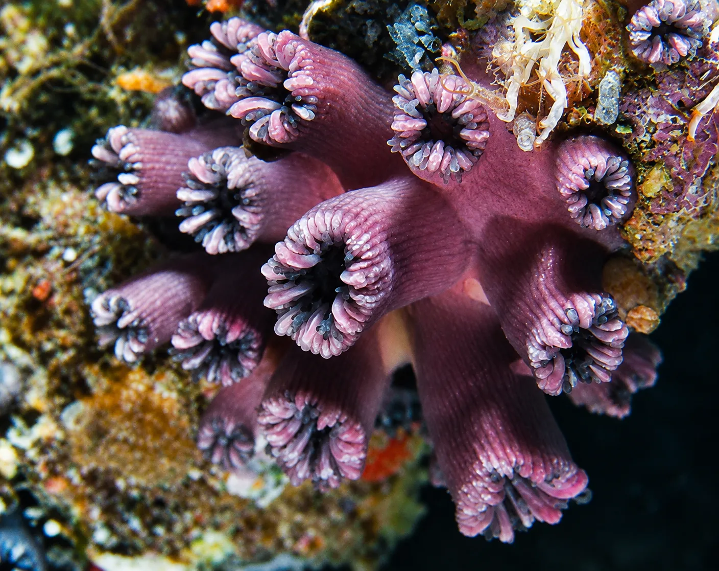 Coral Solitario