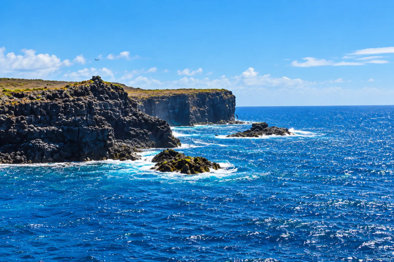 Punta Suárez